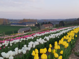 Ferme-d-Athis-champs-de-tulipes