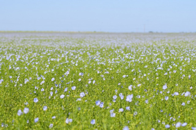 14-fevrier-Champ-de-Lin-fleuri---Ferme-Saint-Vaast-Caen-la-mer-Tourisme---Alix-JONET-1500px