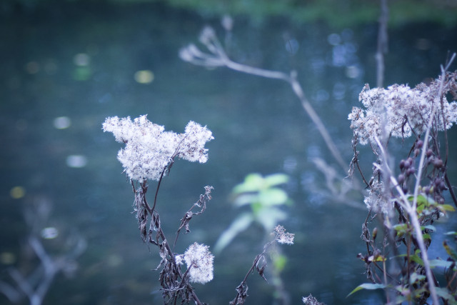 26-mai-Flore-au-Parc-de-Biez--Mondeville-Caen-la-mer-Tourisme---Alix-JONET