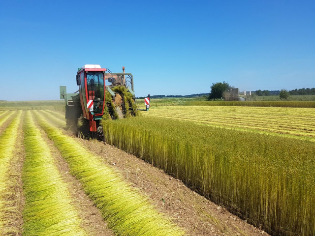 Arrachage du lin à la Ferme Saint Vaast Arrachage du lin à la Ferme Saint Vaast