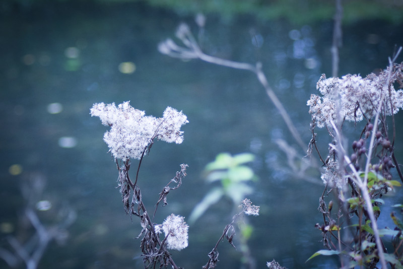 26-mai-Flore-au-Parc-de-Biez--Mondeville-Caen-la-mer-Tourisme---Alix-JONET
