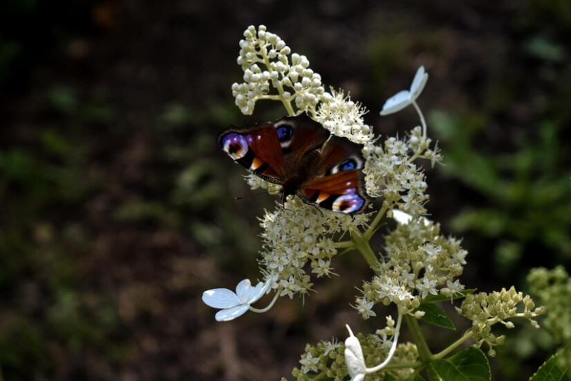 gros-plan-extreme-beau-papillon-colore-fleur-dans-jardin-181624-3482